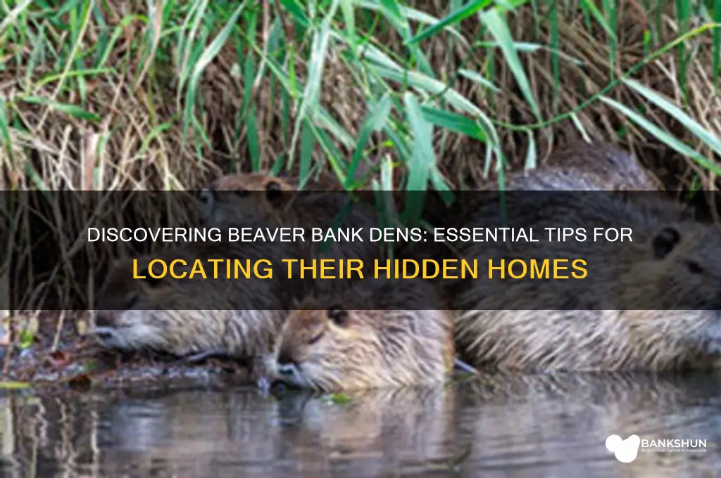 how to find a beaver bank den