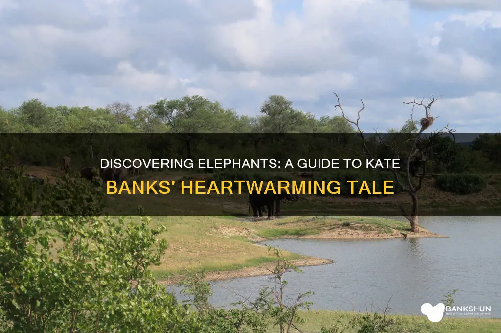 how to find an elephant kate banks