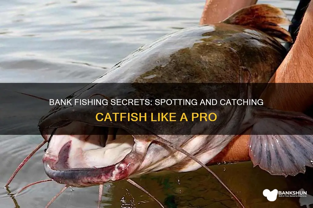 how to find catfish from the bank
