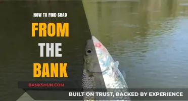 Master Bank Fishing: Proven Techniques to Catch Shad from Shore