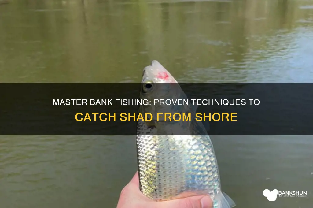 how to find shad from the bank