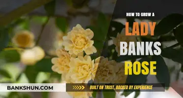 Growing Lady Banks Roses: A Complete Guide to Cultivating Beauty