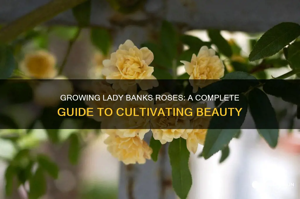 how to grow a lady banks rose
