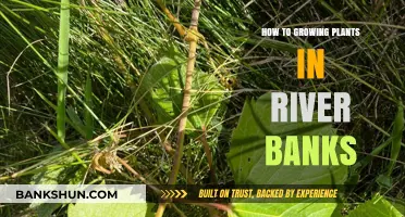 Revitalize Riverbanks: Essential Tips for Growing Plants Along Waterways