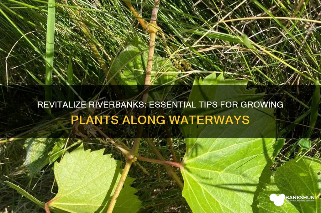 how to growing plants in river banks