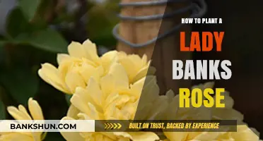 Planting Lady Banks Roses: A Step-by-Step Guide for Gardeners