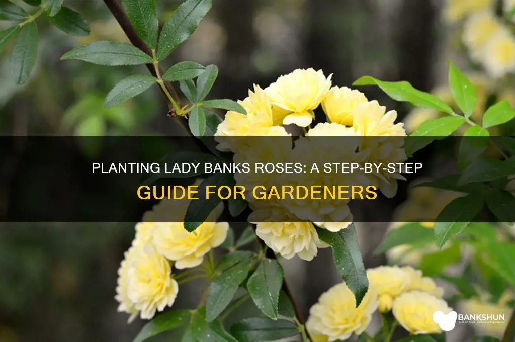 how to plant a lady banks rose