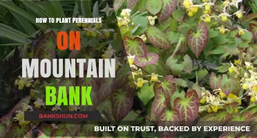 Planting Perennials on Mountain Slopes: A Step-by-Step Guide