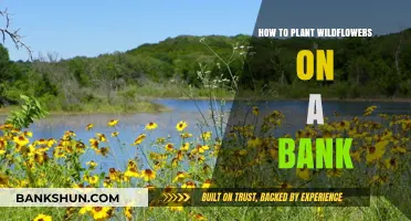 Planting Wildflowers on a Bank: A Step-by-Step Guide to Success
