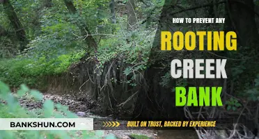 Effective Strategies to Prevent Creek Bank Erosion and Rooting