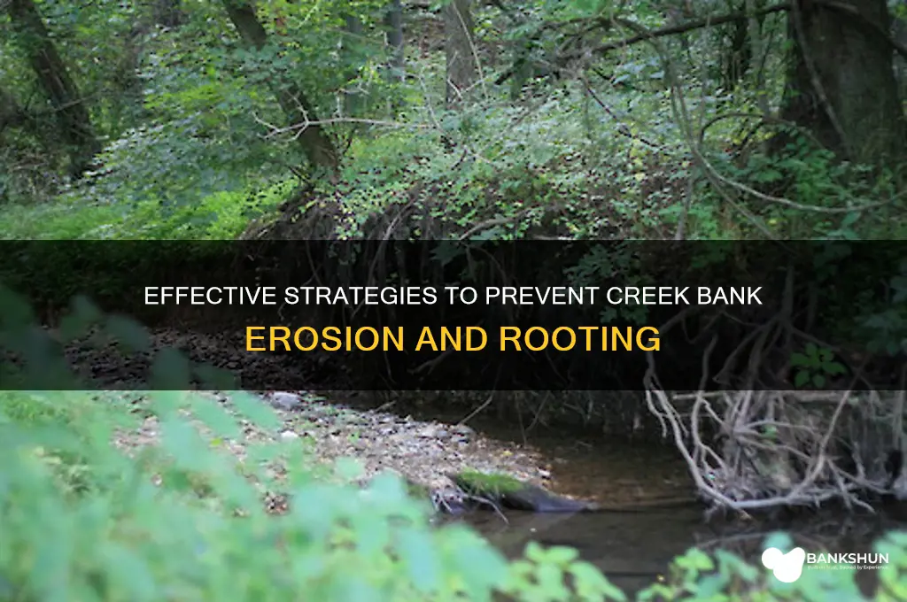 how to prevent any rooting creek bank