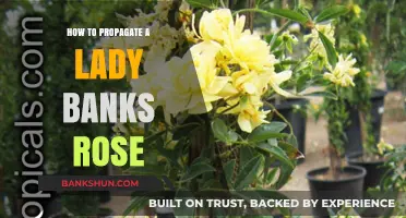 Propagating Lady Banks Roses: Simple Steps for Successful Growth