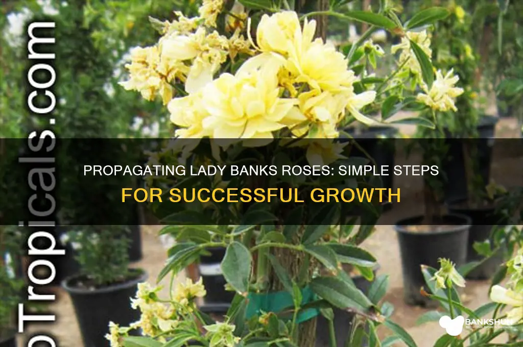 how to propagate a lady banks rose