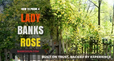 Pruning Lady Banks Roses: Essential Tips for Healthy Growth and Blooming