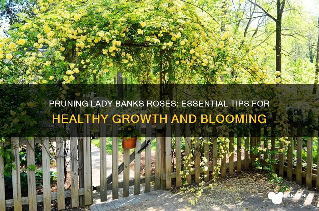 how to prune a lady banks rose