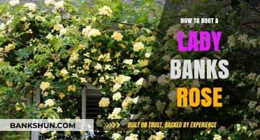 Rooting Lady Banks Roses: A Simple Propagation Guide for Gardeners