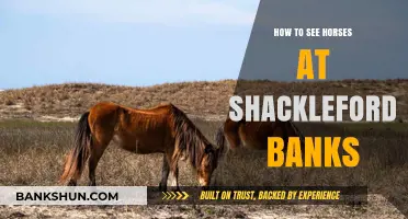 Exploring Shackleford Banks: A Guide to Spotting Wild Horses