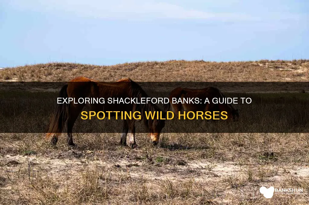 how to see horses at shackleford banks