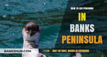Discover Penguins in Banks Peninsula: A Guide to Spotting These Adorable Birds