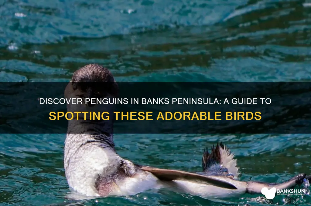 how to see penguins in banks peninsula