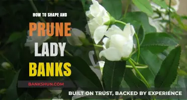 Mastering Lady Banks Rose Care: Shaping and Pruning Techniques for Optimal Growth