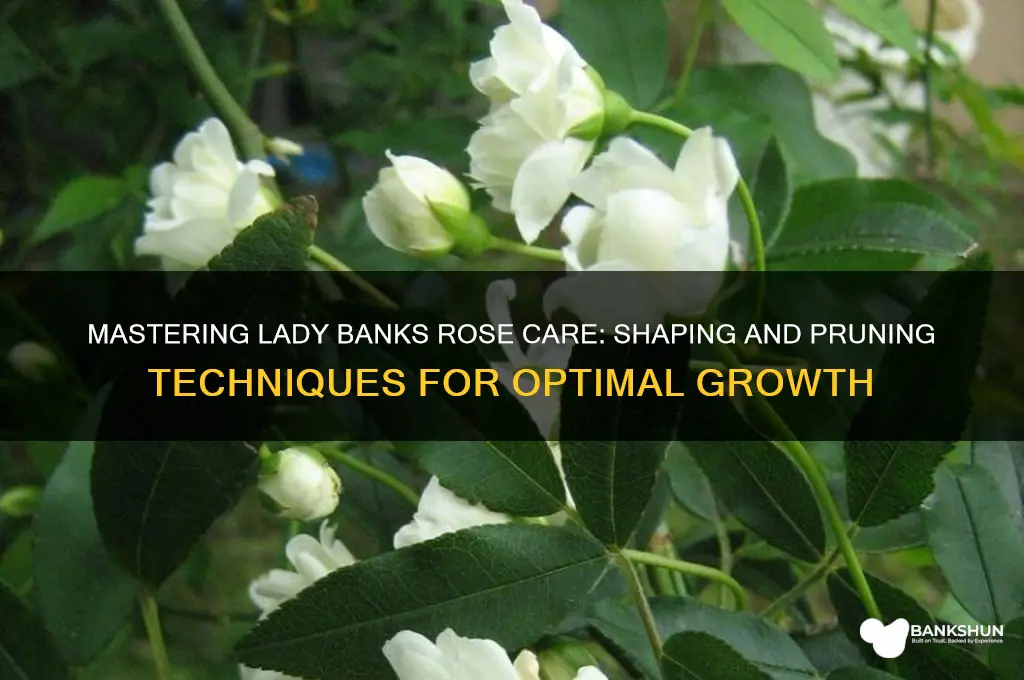 how to shape and prune lady banks