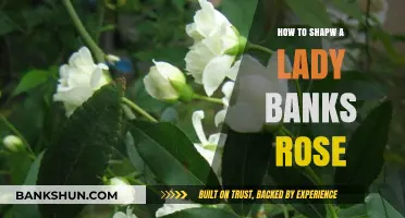 Shaping a Lady Banks Rose: Pruning Tips for Elegant Growth