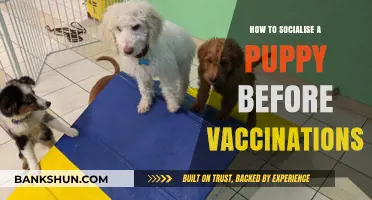 Safe Puppy Socialization Tips Before Vaccinations: A Beginner’s Guide