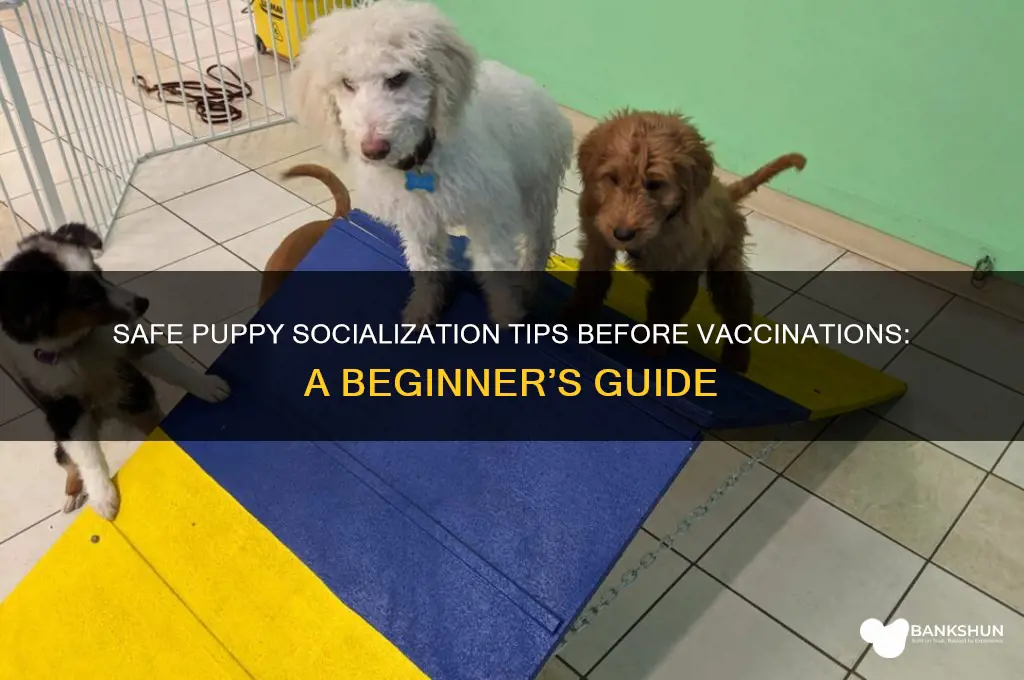 how to socialise a puppy before vaccinations