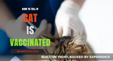 Identifying Vaccinated Cats: Key Signs and Documentation to Check