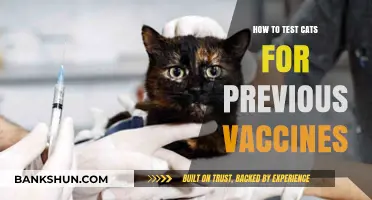 Testing Cats for Prior Vaccinations: A Comprehensive Guide for Pet Owners