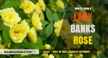 Mastering Lady Banks Rose Care: Essential Training Tips for Vibrant Blooms