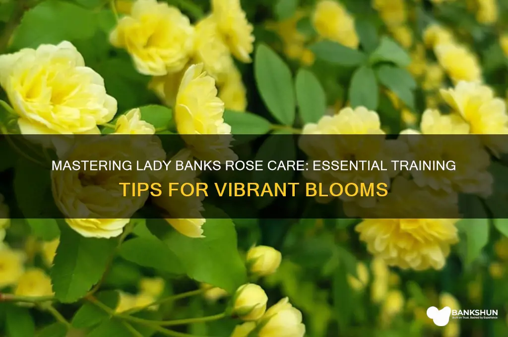how to train a lady banks rose