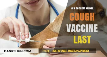 Effective Kennel Cough Vaccine Treatment and Lasting Protection Tips