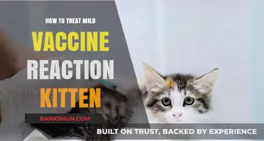 Treating Mild Vaccine Reactions in Kittens: A Gentle Guide
