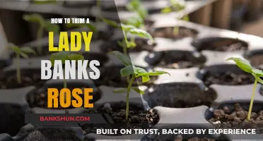 Pruning Lady Banks Roses: A Step-by-Step Guide to Trimming Gracefully