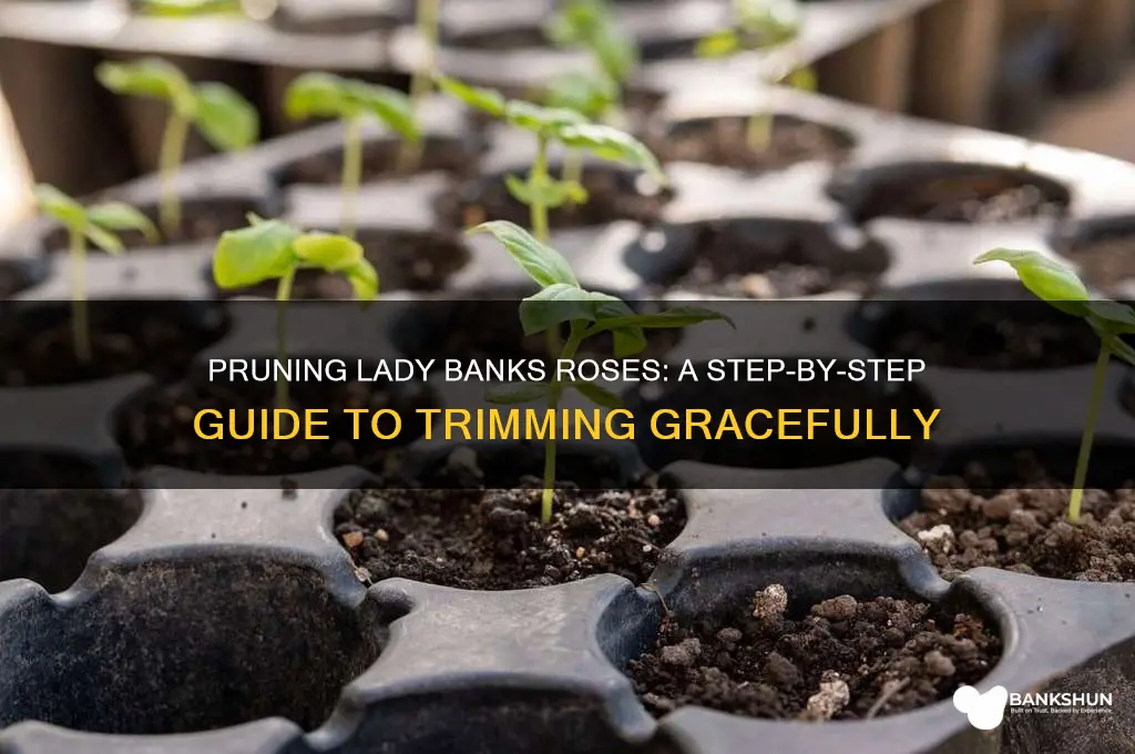 how to trim a lady banks rose