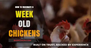 Vaccinating 6-Week-Old Chickens: A Step-by-Step Guide for Healthy Flocks