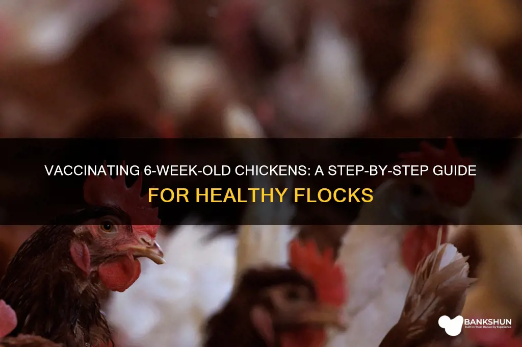 how to vaccinate 6 week old chickens