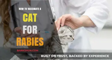 Safe Rabies Vaccination Guide for Cats: Steps and Tips