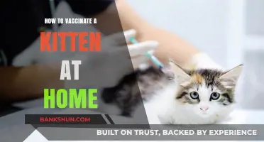 Safe Kitten Vaccination: A Step-by-Step Home Guide for Owners