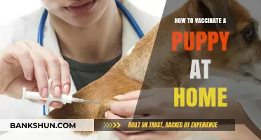 Safe Puppy Vaccination Guide: Home Steps for New Pet Owners