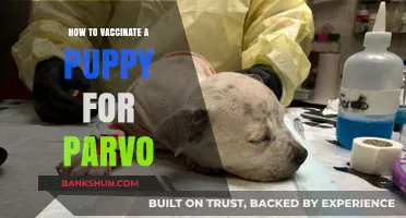 Protect Your Puppy: A Step-by-Step Guide to Parvo Vaccination
