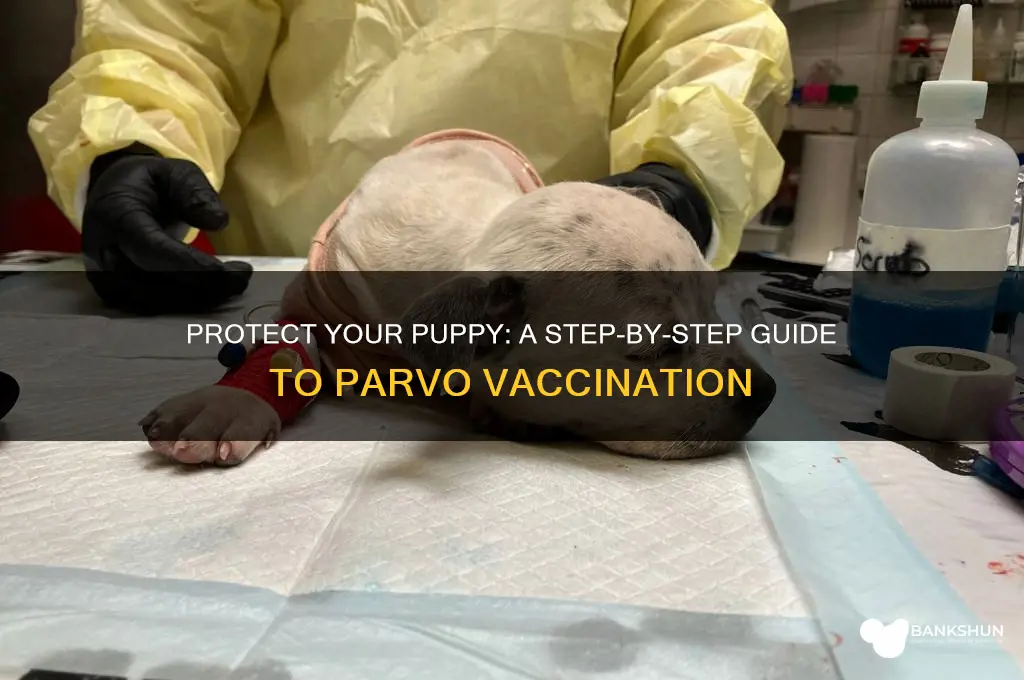 how to vaccinate a puppy for parvo