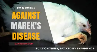 Effective Marek's Disease Vaccination: A Comprehensive Guide for Poultry Owners