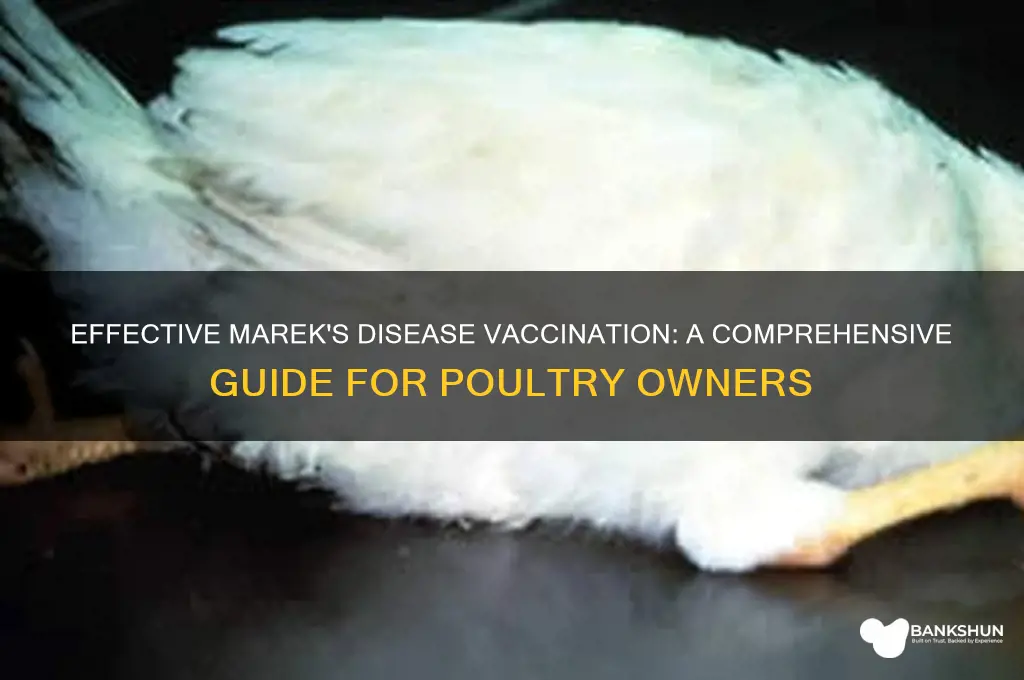 how to vaccinate against marek