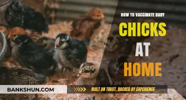 Safe and Simple Guide to Vaccinating Baby Chicks at Home