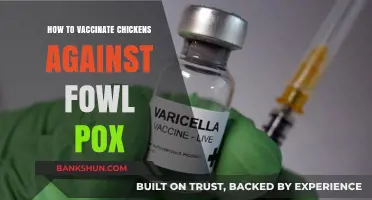 Effective Fowl Pox Vaccination Guide for Healthy Chicken Flocks