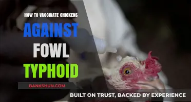 Effective Fowl Typhoid Vaccination: A Step-by-Step Guide for Chicken Owners