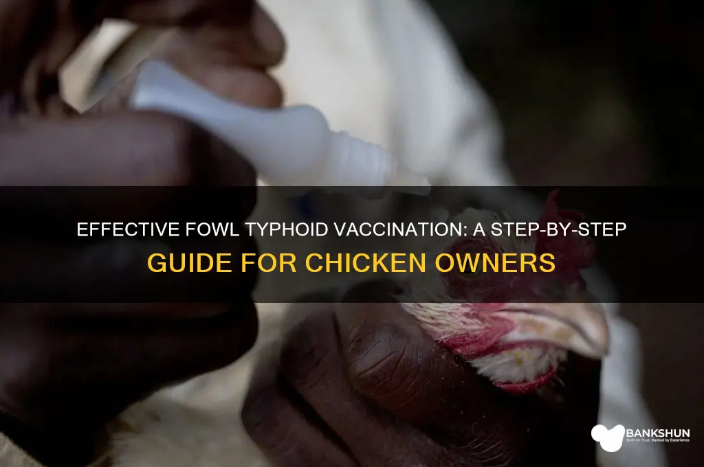 how to vaccinate chickens against fowl typhoid